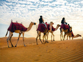 Camel Trekking Tour Abu Dhabi