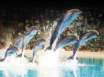 Dubai Dolphinarium Ticket